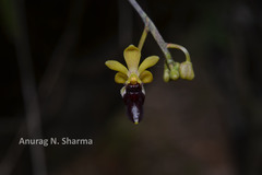 Cottonia peduncularis
